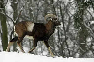 Mouflons: MOUFLON Sheep - young ram running through snow