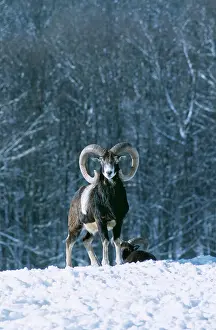Mouflons: MOUFLON - in snowy scene
