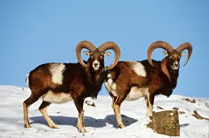 Mouflon: MOUFLON - x two, standing in snow