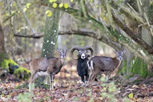 Mouflon: Mouflons autumn