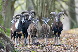 Mouflon: Mouflons autumn