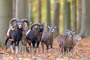 Mouflon: Mouflons autumn