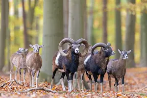 Mouflon: Mouflons autumn