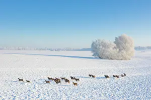 Ovis: Mouflons winter