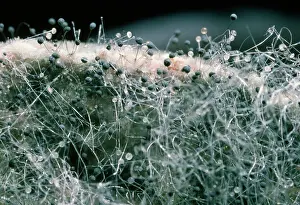 Bread: Mould - on bread
