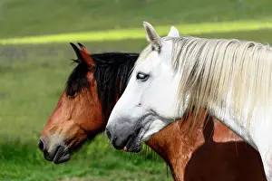 Riding: Mould and other horse, detail, riding stable, Piano
