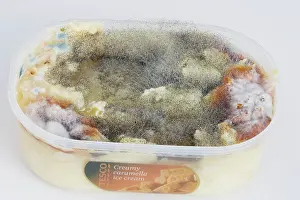 Mold: Mould / mold growing on surface of food left in plastic dish