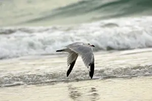 Audouins: Moulting adult Audouin's Gull In flight