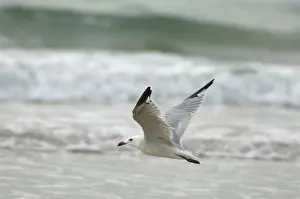 Audouins: Moulting adult Audouin's Gull In flight