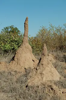 Termite: Mound-building Termite mounds - Kruger National