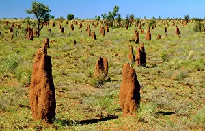 Amitermes: Mounds of termite
