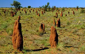 Amitermes: Mounds of termite (Amitermes vitiosus) Tanami Desert