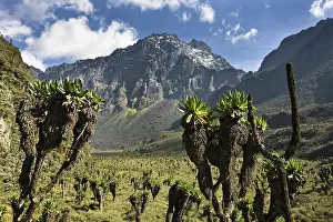 Senecio: Mount Baker and Bujuku bog, Rwenzori, Uganda