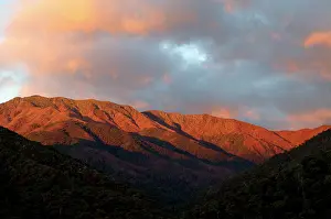 Bogong: Mount Bogong