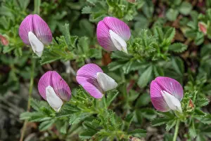 Cristata: Mount Cenis Restharrow, Ononis cristata, in flow