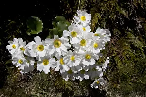 Buttercup: Mount Cook Buttercup - Also known incorrectly as