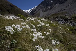 Buttercup: Mount Cook Buttercup - Also known incorrectly as