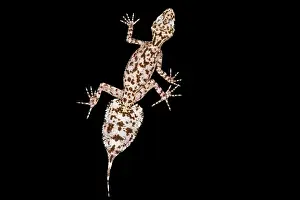 Geckos: Mount Elliot leaf-tailed gecko (Phyllurus amnicola)