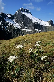 Elliot: Mount Elliot and Mount Cook Lilies at MacKinnon