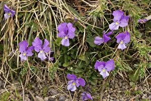 Etna: Mount Etna Violet (pansy)