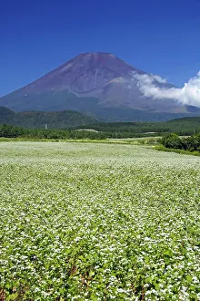 Neighborhood: Mount Fuji and buckwheat field Shizuoka Japan