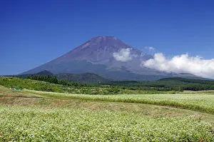 Neighborhood: Mount Fuji and buckwheat field Shizuoka Japan Asia