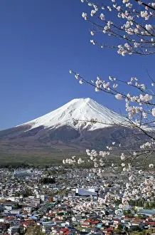 Hood: Mount Fuji and cherry blossoms Fujiyoshida city Yamanashi Ja