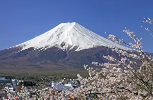 Hood: Mount Fuji and cherry blossoms Fujiyoshida city Yamanashi Ja