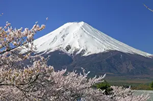 Hood: Mount Fuji and cherry blossoms Fujiyoshida city Yamanashi Ja