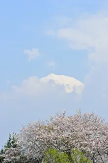 Fuji: Mount Fuji and cherry blossoms, Japan