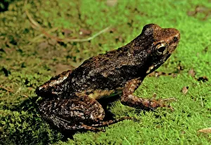Torrent: Mount Glorious torrent / Southern day frog