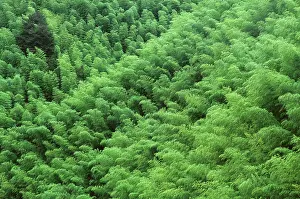Bamboos: Mount Huangshan 'The Yellow MountainsI