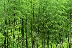Bamboos: Mount Huangshan 'The Yellow MountainsI Bamboo forest