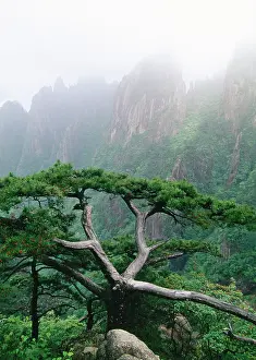 Huangshan: Mount Huangshan / Yellow Mountains, endemic pine
