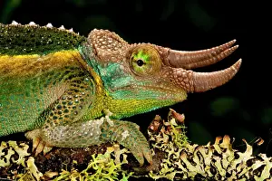 Jacksonii: Mount Kenya Jackson's Chameleon, Trioceros
