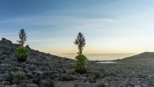 Gigantic: Mount Kenya National Park (a UNESCO World