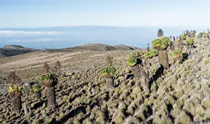 Gigantic: Mount Kenya National Park (a UNESCO World