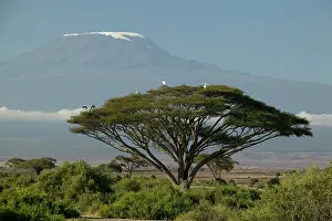 Kilimanjaro: Mount Kilimanjaro with savanna and herds