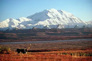 Mckinley: Mount McKinley - with Reindeer / Caribou in the foreground