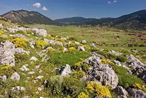 Parnassus: Mount Parnassus: view across the plateau showing