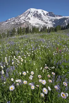 Rainier: Mount Rainier with alpine meadow flowers