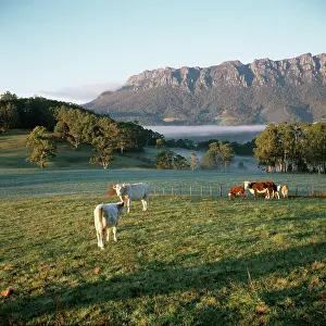 Northwestern: Mount Roland with grazing cattle, near Sheffield