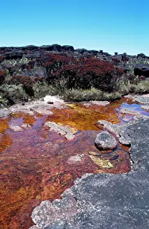 Roraima: Mount Roraima summit: blackwater river and Bonnetia roraimae