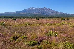 Highest: Mount Ruapehu - blooming heather in autumn with