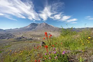 Regrowth: Mount St Helens volcano with flowers in foreground