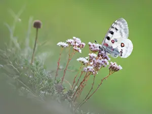 Parnassius: Mountain Apollo