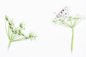 Parnassius: Mountain Apollo