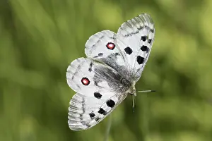 Parnassius: Mountain Apollo - Butterfly on a flower - Hohe