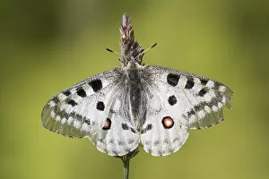 Parnassius: Mountain Apollo - Butterfly on a flower - Hohe