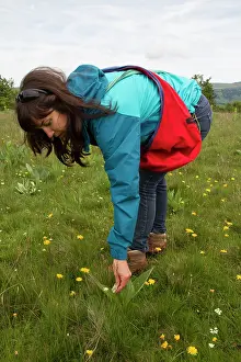 Arnica: Mountain Arnica is very effective in treating bruises